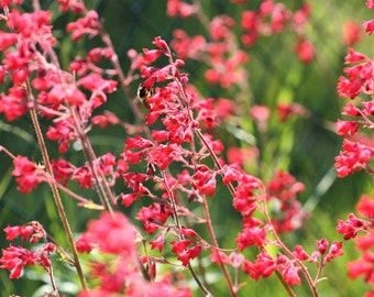 100 Red HEUCHERA SPLENDENS Coral Bells Heuchera Sanguinea Sanguineum Shade Flower Seeds