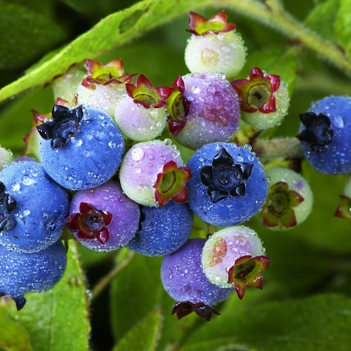 50 LOWBUSH BLUEBERRY Vaccinium Angustifolium Blue Berry Fruit Dwarf Shrub Seeds