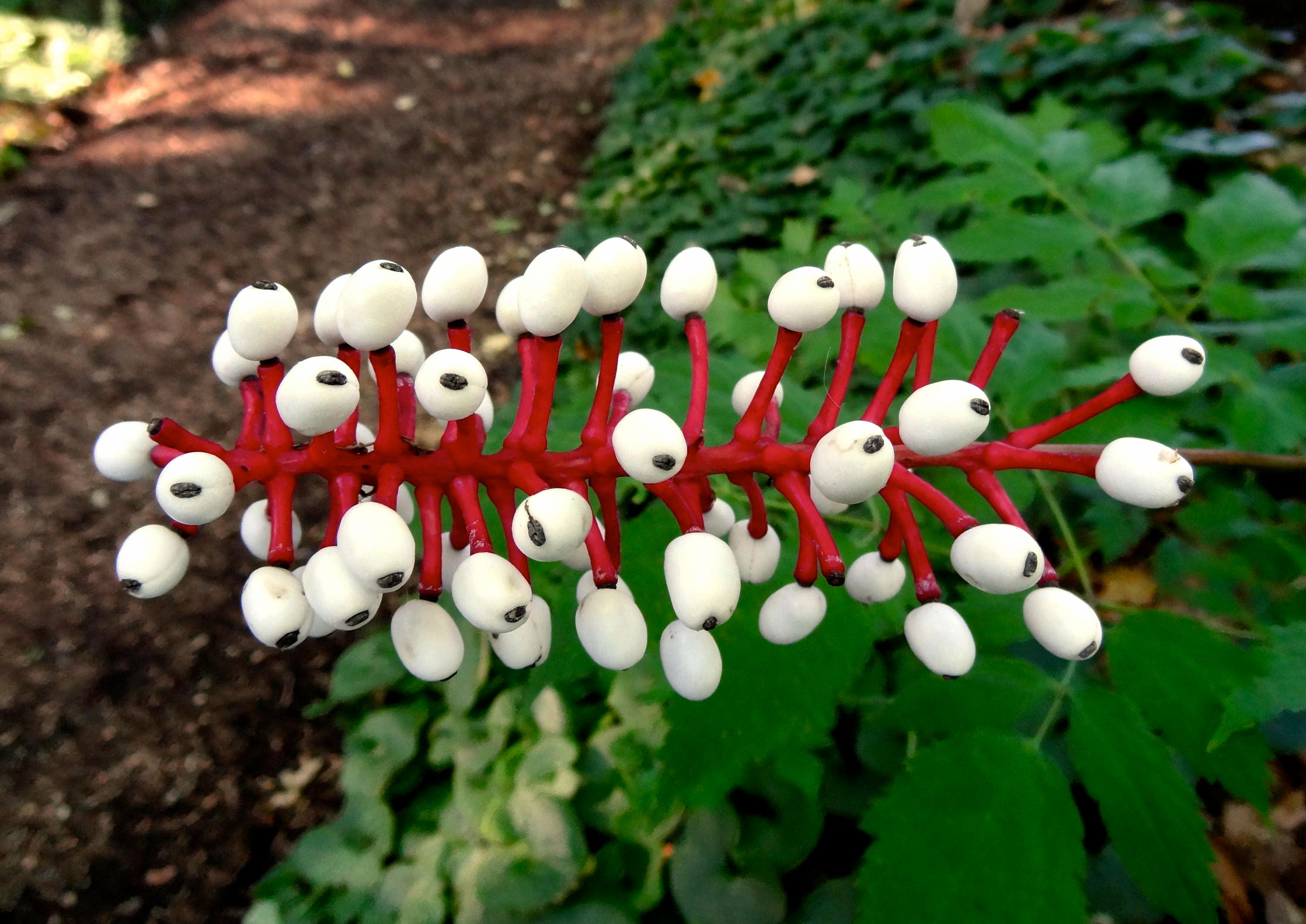 10 DOLL�S EYES Flower White Baneberry Cohosh Actaea