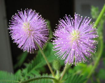 100 MIMOSA / SENSITIVE PLANT / Touch Me Not - Schrankia Uncinata Flower Seeds *Comb S/H