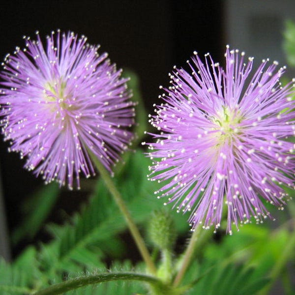 100 MIMOSA / SENSITIVE PLANT / Touch Me Not - Schrankia Uncinata Flower Seeds *Comb S/H