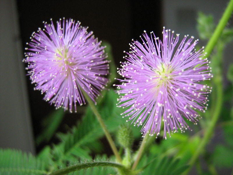 Gift & Comb S/H SENSITIVE PLANT Schrankia Uncinata Flower Seeds 100 MIMOSA Gift & Comb S/H SENSITIVE PLANT Schrankia Uncinata Flower Seeds 100 MIMOSA