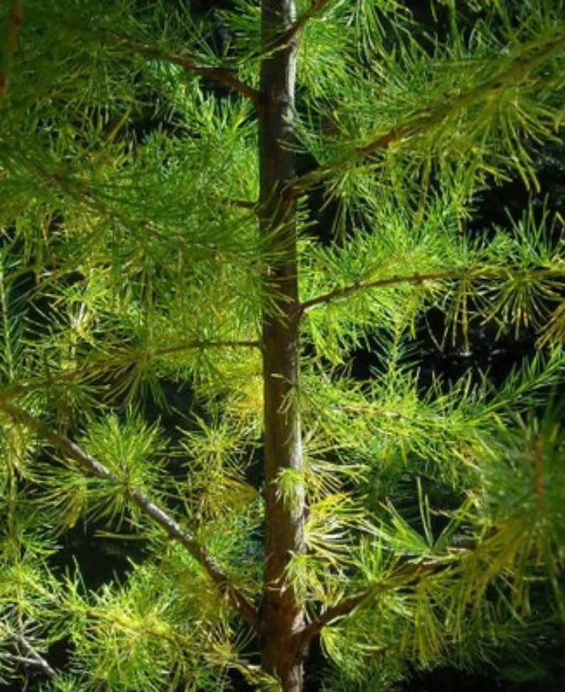 25 EUROPEAN LARCH TREE Pine Evergreen Larix Decidua Etsy