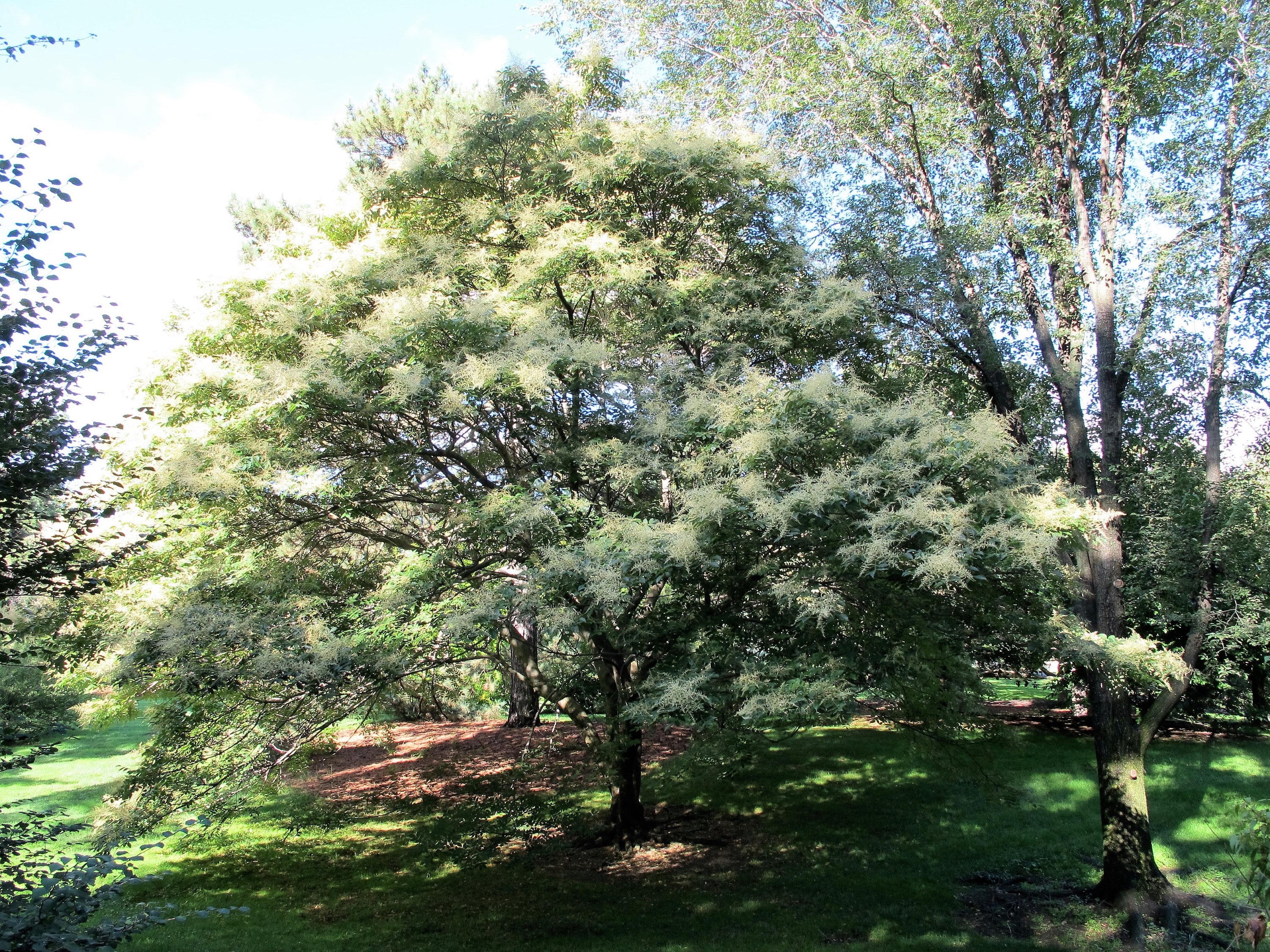 30 CHINESE SUMAC TREE Nutgall White Flowers Red Berries Rhus Etsy