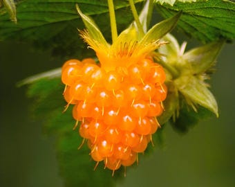 20 SALMONBERRY RUSSIAN RASPBERRY Rubus Spectabilis Fruit Seeds Purple Flowers