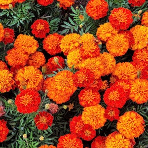 400 FRENCH MARIGOLD SPARKY Mixed Colors Tagetes Patula Orange Yellow Red Flower Seeds *Combined Ship