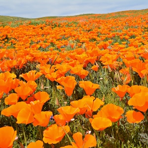 1000 ORANGE CALIFORNIA POPPY Eschscholzia Californica Flower Seeds