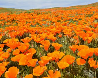 1000 ORANGE KALIFORNIEN MOHNE Eschscholzia Californica Blumensamen