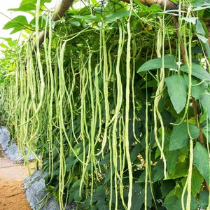 100 LADY COWPEA Groch krowi Groch południowy Vigna Unguiculata Rośliny strączkowe White Lady Finger Fasola Nasiona warzyw