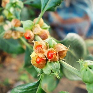 50 graines de fleurs de ginseng indien Withania Somnifera Ashwaganda