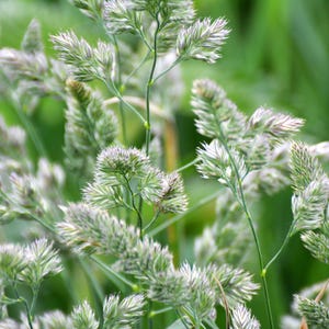 3000 QUICKDRAW ORCHARDGRASS Cat Grass Petgrass Cocksfoot Cool-Season Sun or Shade Dactylis GlomerataPerennial Bunchgrass Grass Seeds