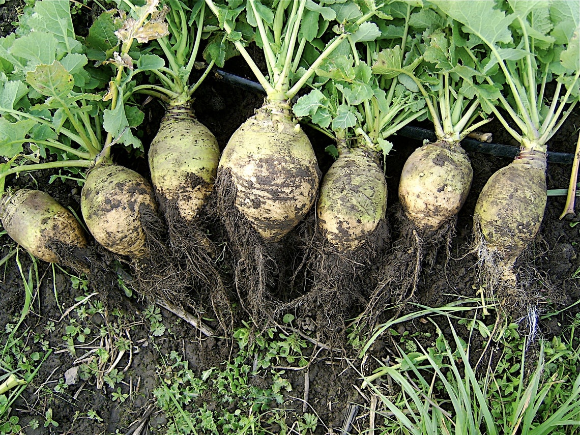 3000 LAURENTIAN RUTABAGA Brassica Napus Vegetable Seeds Etsy