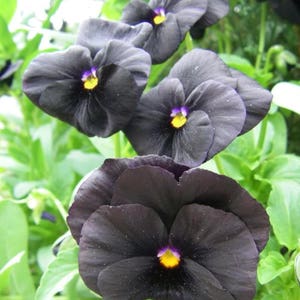 50 BLACK PANSY Clear Crystals Viola Wittrockiana Flower Seeds comb S/H ...