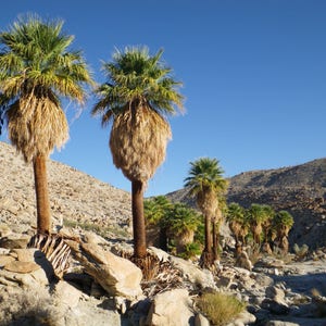 30 CALIFORNIA FAN PALM Tree Petticoat Arizona Desert Washingtonia Filifera Seeds image 8