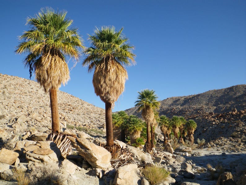 30 CALIFORNIA FAN PALM Tree Petticoat Arizona Desert Washingtonia Filifera Seeds image 8