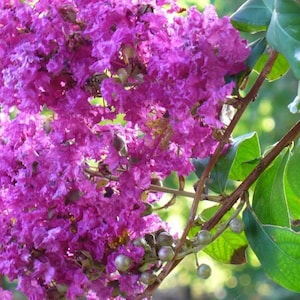 35 LILAC Light Purple CREPE MYRTLE Lagerstroemia Indica Flowering Shrub Bush Small Tree Seeds