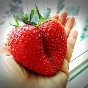 15 RIESIGE ERDBEERE Fragaria spp. Juni mit riesigen roten Beerenfrüchten und weißen Blütensamen
