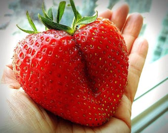 15 GIANT STRAWBERRY Fragaria spp June Bearing Huge Red Berry Fruit White Flower Seeds