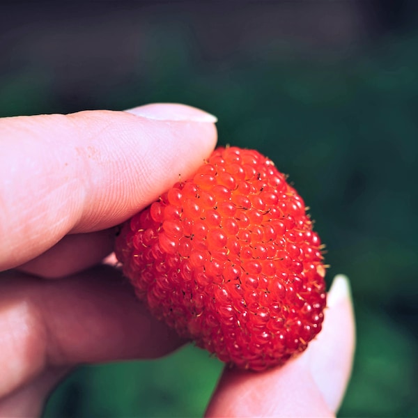 20 graines d'arbustes à baies rouges et framboises du Queensland et d'Atherton Rubus Probus, fruits rouges