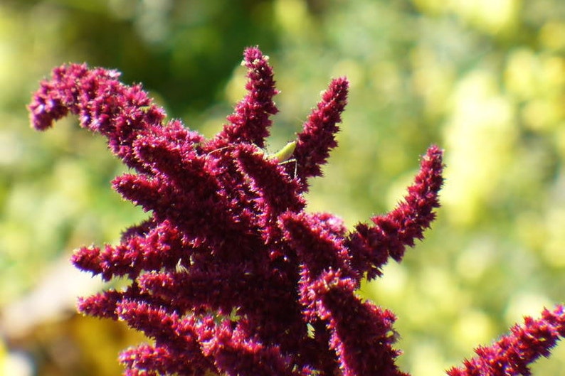 150 AMARANTHUS PYGMY TORCH Prince of Wales Feather Etsy