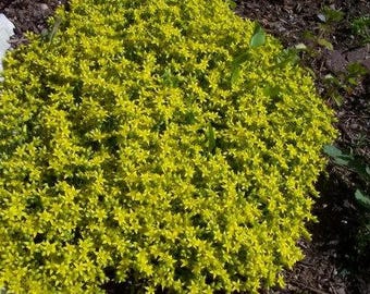 200 GOUDEN TAPIJT SEDUM Acre Gold Moss muurpeper bloemzaden