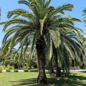 10 COCO PALM jelly Palm Pindo Butia Capitata Edible Fruit Tree Houseplant Seeds