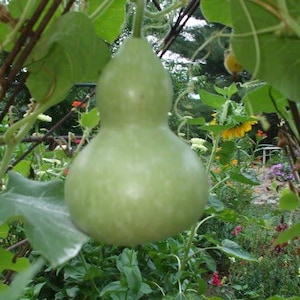 20 BIRDHOUSE GOURD (Hard Shelled Gourd / Calabash) Lagenaria Siceraria Vine Seeds