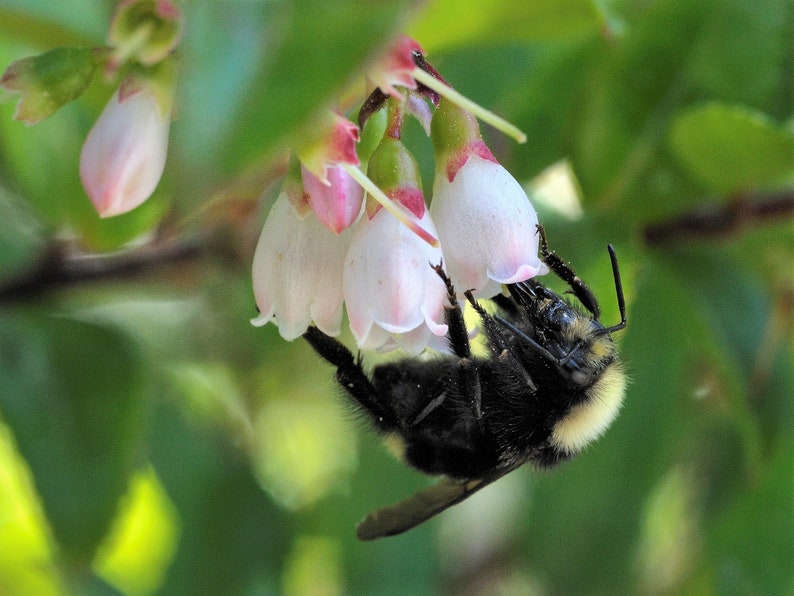 50 California EVERGREEN HUCKLEBERRY Vaccinium Ovatum Fruit aka Box Blueberry Native Pink & White Flower Blue Black Berry Shrub Seeds image 5