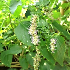 10 Java INDIAN PATCHOULI Pogostemon Heyneanus Herb Shrub Flower Fragrant Patchouly Seeds
