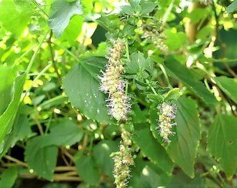 10 semillas de pachulí indio de Java (Pogostemon Heyneanus), hierba, arbusto, flor y fragancia.
