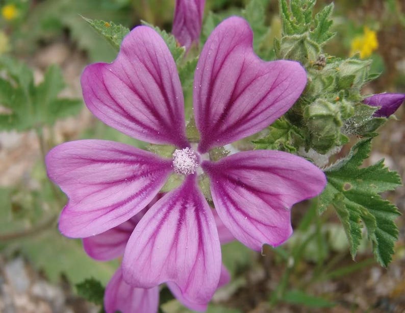 20 MAURITANIAN MALVA Mallow Malva Sylvestris Var. Mauritania - Etsy