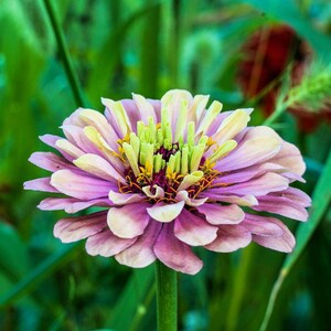 20 Organic QUEENY LIME Mix ZINNIA Elegans Mixed Colors Red Orange ...