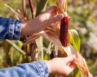 May include: A close-up of a red corn cob being husked. The corn is a deep red color, with a white tip. The leaves are green and brown. The person is wearing a blue denim jacket.