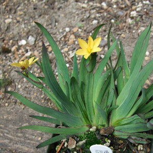 10 YELLOW EYED GRASS Ornamental Sisyrinchium Californicum Flower Seeds Flat Shipping image 3