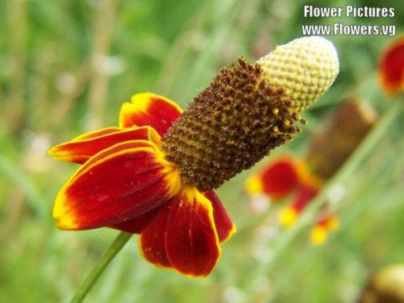 500 MEXICAN HAT Ratibida Columnaris Flower Seeds image 2