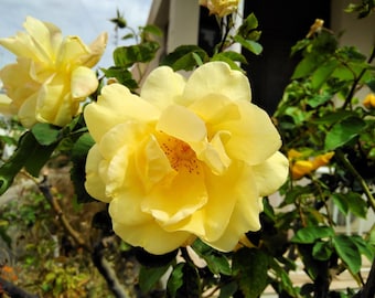 10 Yellow MANCHU ROSE Bush Rosa Xanthina Hummingbird Flower Seeds
