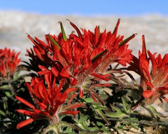 50 Red INDIAN PAINTBRUSH Castilleja Indivisa Flower Seeds