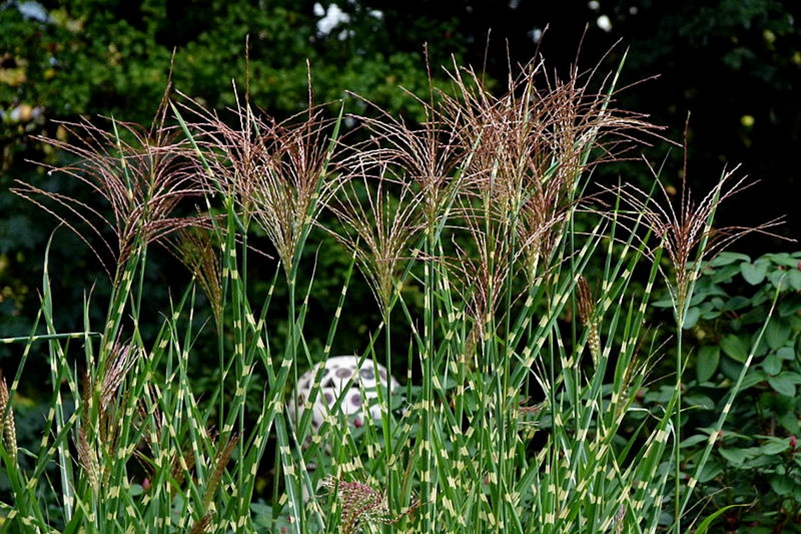 10 ZEBRA GRASS Variegated Maiden Grass Miscanthus Sinensis Etsy
