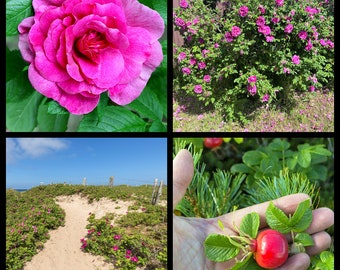 50 Pink BEACH ROSE aka Seaside or Sand Rose, Beach Tomato Rosa Rugosa Huge Red Hips Flower Seeds