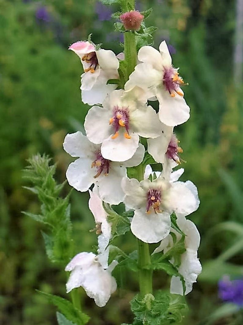 50 WEDDING CANDLES VERBASCUM Chaixii Album Mullein White | Etsy
