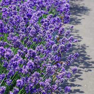 20 DWARF MUNSTEAD LAVENDER Blue English Lavandula Angustifolia Munstead Purple Fragrant Flower Herb Seeds