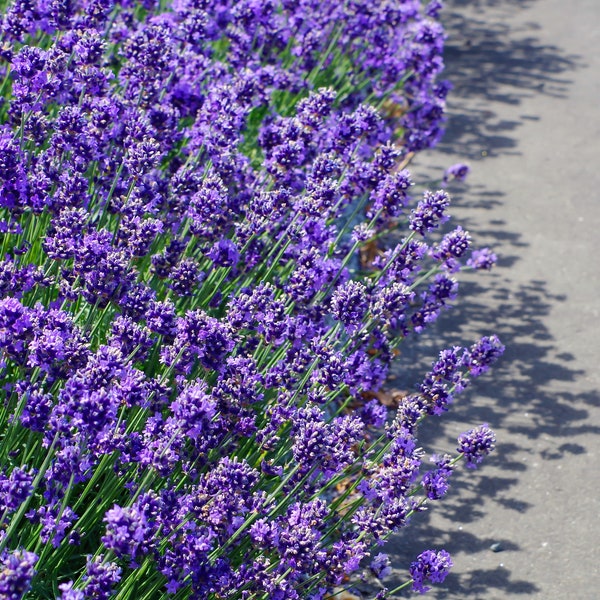 20 DWARF MUNSTEAD LAVENDER Blue English Lavandula Angustifolia Munstead Purple Fragrant Flower Herb Seeds