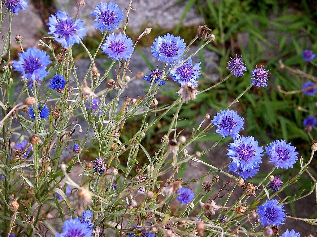 1000 Tall Blue BACHELOR'S BUTTON / CORNFLOWER Centaurea