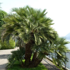 5 COMMON WINDMILL PALM Trachycarpus Fortunei Hardy Chusan Palm Tree Sun Shade Houseplant Seeds