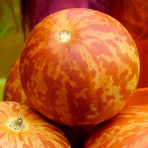 15 TIGGER / TIGER MELON Edible Muskmelon & Ornamental Vine Cucumis Melo Seeds