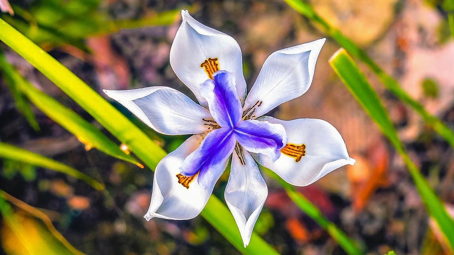 Семейство Iridaceae - Касатиковые
