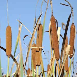 50 CATTAILS Cat Tails Typha Latifolia Water Pond Grass Flower Seeds *Combined Ship