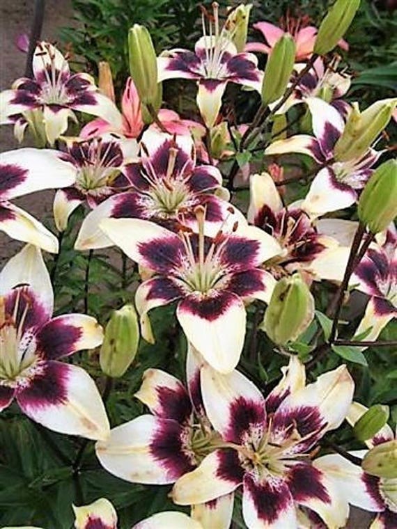 Lilium nepalense 8 seeds