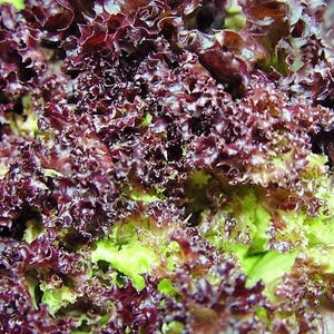 3000 RUBINBLATTSALAT Rote lose Blatt-Erbstück-Lactuca-Sativa-Gemüsesamen