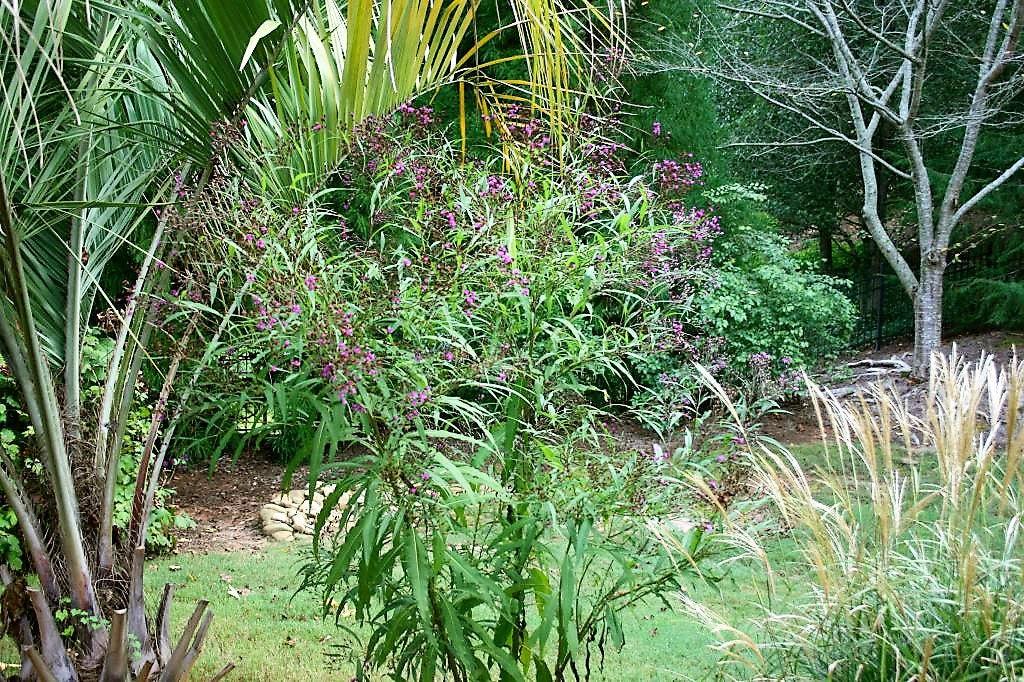 100 Semillas De Missouri Ironweed Monarch Flower Native Purple Vernonia Missurica Seeds